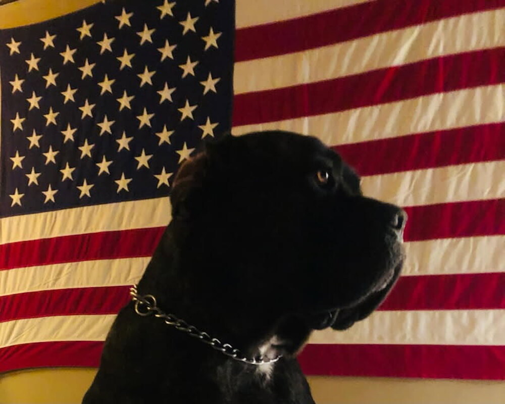 Cane corso in profile in front of an American flag
