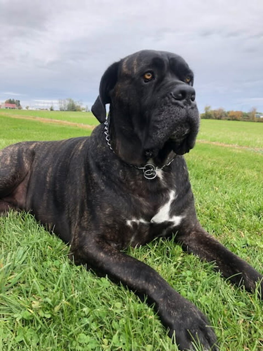 Cane corso lying in the grass