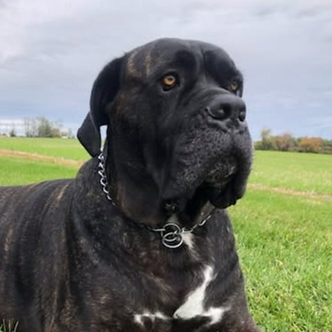 Vito the dog, the boss of the yard